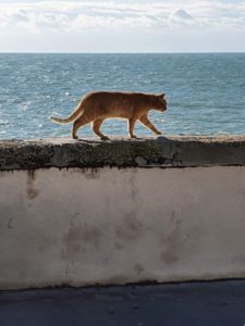 Resident cat Campo del Sur, Cadiz