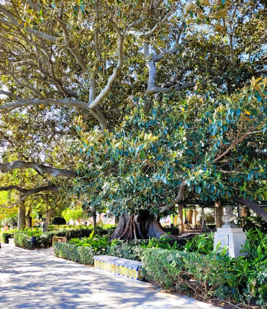 Ficus Alameda de Apodaca Cadiz ©lasguiritanas.com
