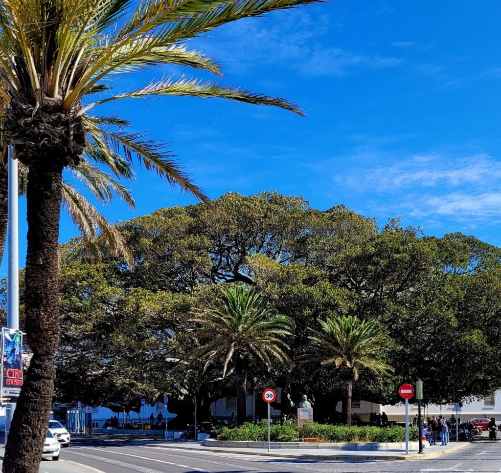 Ficus de Mora Cadiz in 2024 ©lasguiritanas.com