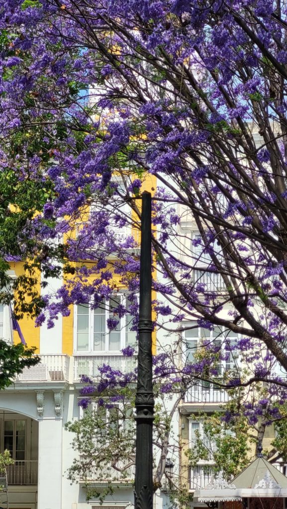 Plaza de Mina, vue d'un immeuble derrière les Jacarandas