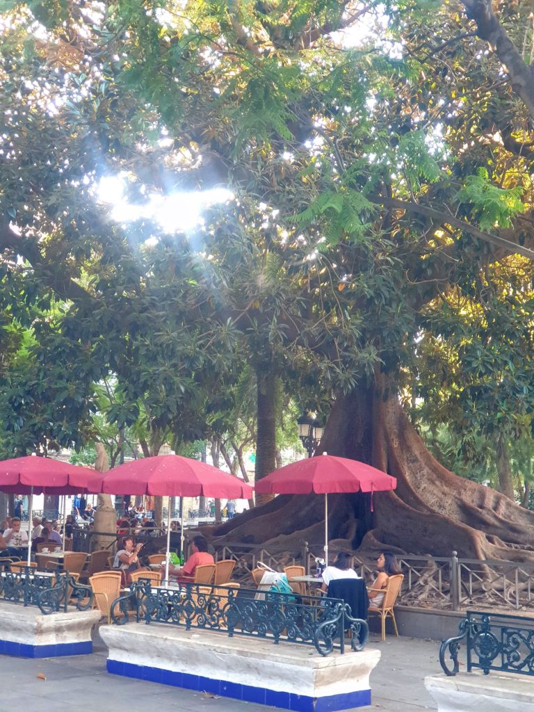 Plaza de Mina. Profiter des terrasses sous le ficus©lasguiritanas.com