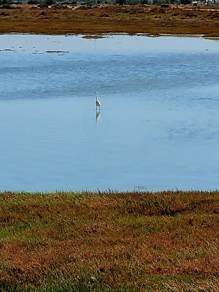 Oiseau échassier dans le Parc Naturel de la Baie de Cadix ©lasguiritanas