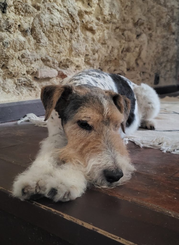 Fitz fox-terrier est allongé sur le sol de sa maison, une tour à Cadix ©lasguiritanas.com